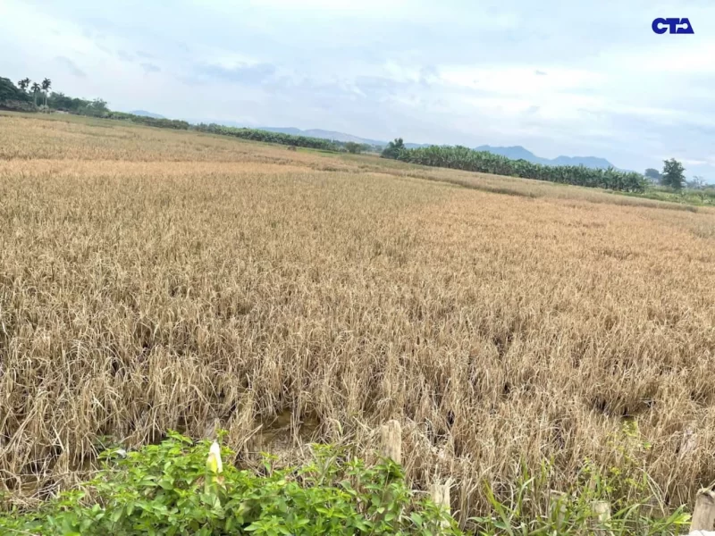 Hình ảnh hiện tại hoa màu bị úng ngập dính bùn, khô héo tại phường Gia Sàng sau khi bão lũ số 11 đi qua